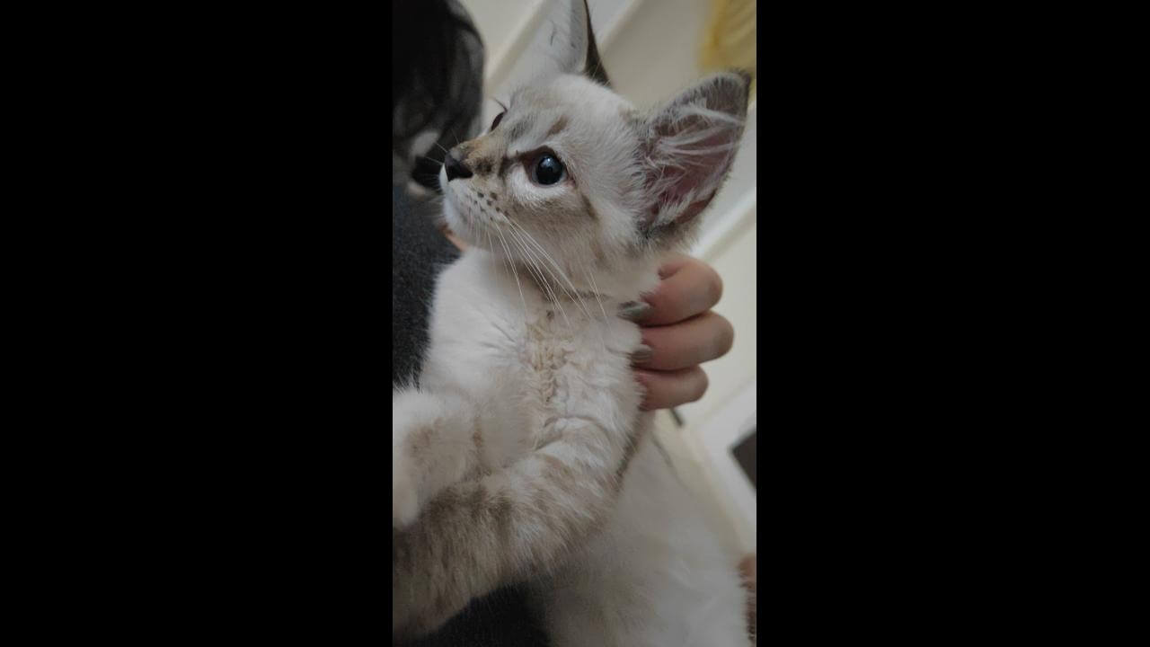 Gato é encontrado no bairro Floresta