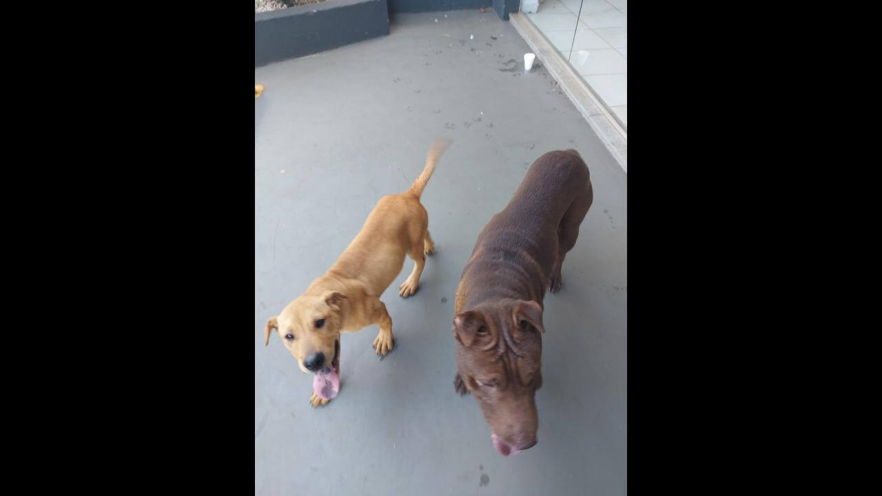 Cachorros é encontrados no bairro Pacaembu