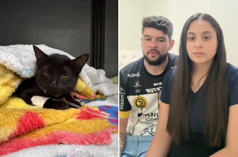 Imagem referente a “Ele não consegue melhorar”, afirmam tutores de gatinho arremessado no Cascavel Velho