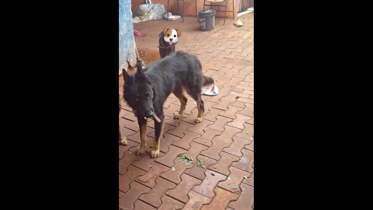 Cachorro Urso desapareceu no bairro Alto Alegre
