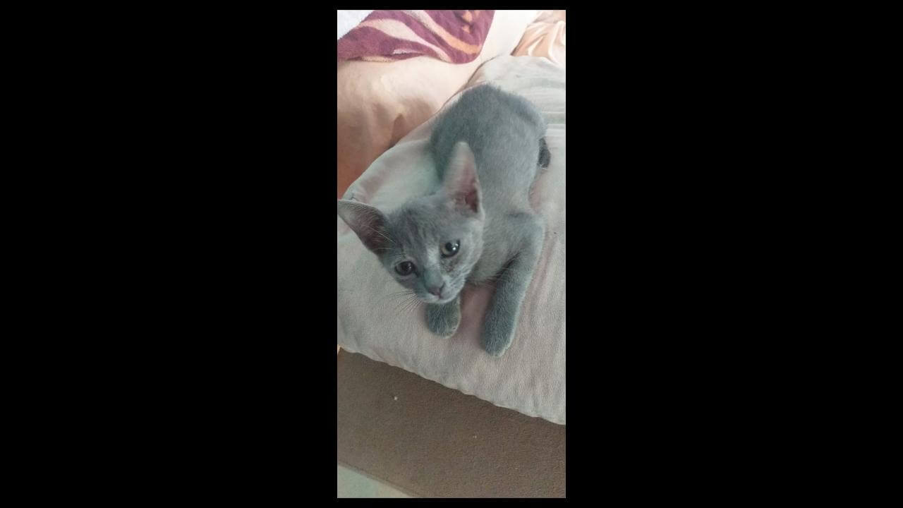 Gata Pandora desapareceu no bairro Coqueiral