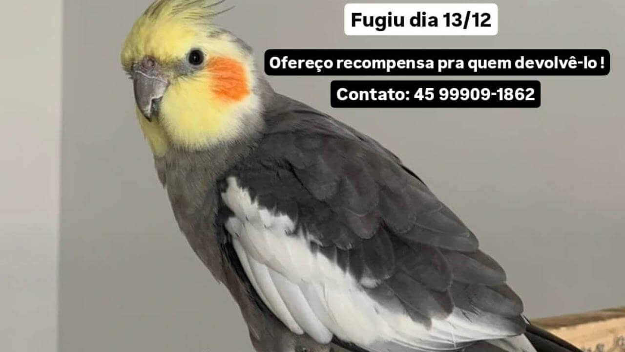 Calopsita Carlos desapareceu no bairro Universitário