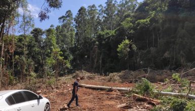 Imagem referente a Oeste de SC: Trabalhador perde a vida em acidente com eucaliptos