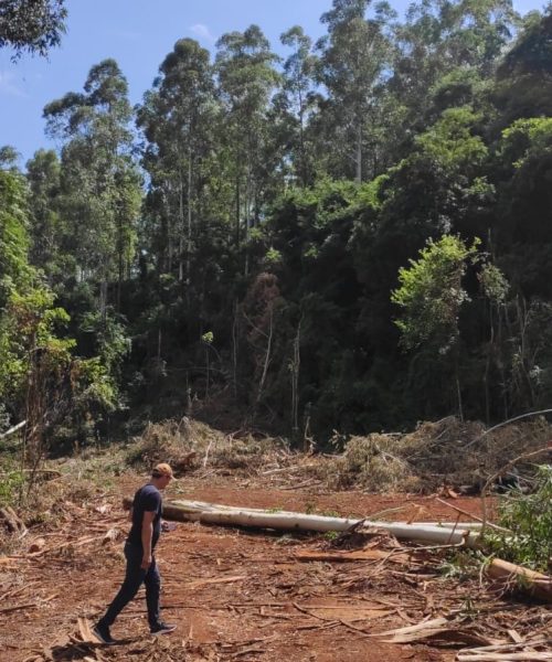 Imagem referente a Trabalhador perde a vida em acidente com eucaliptos