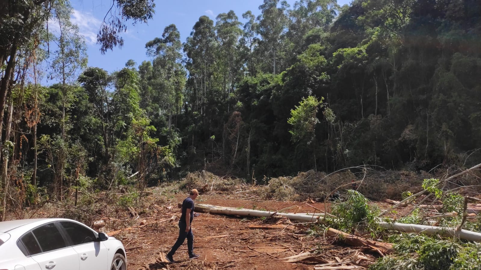 Oeste de SC: Trabalhador perde a vida em acidente com eucaliptos