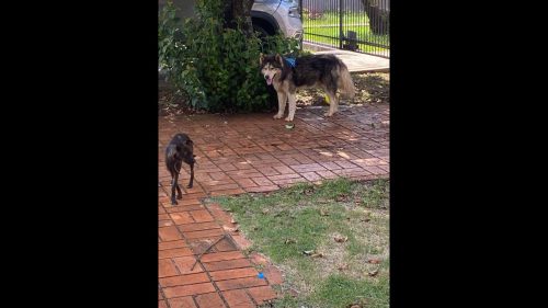 Imagem referente a Cachorro é encontrado no bairro Recanto Tropical