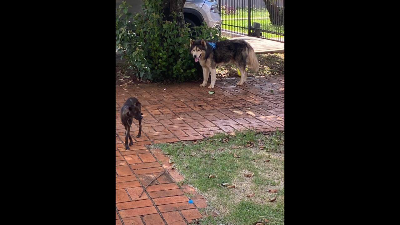 Cachorro é encontrado no bairro Recanto Tropical