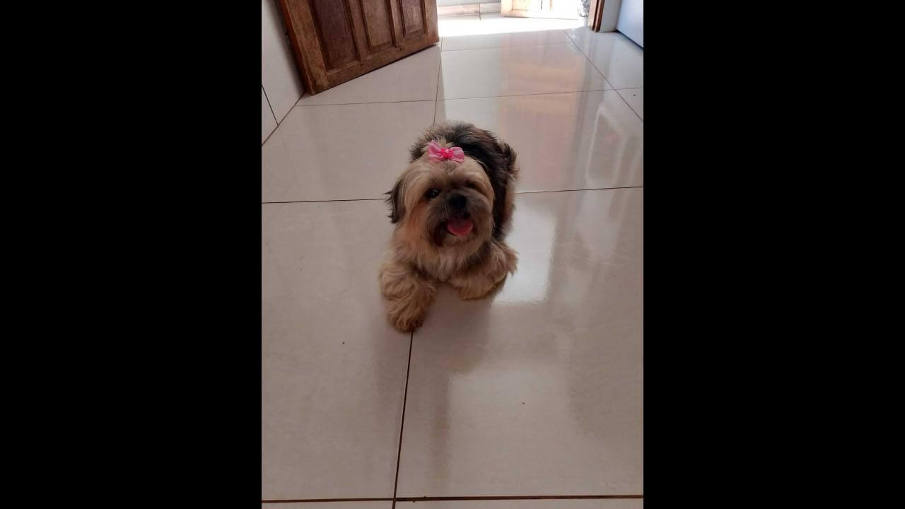 Cachorra Frida desapareceu no bairro Presidente