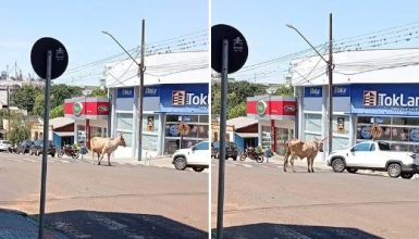 Imagem referente a Vaca foge em São João e vai parar no Centro da Cidade