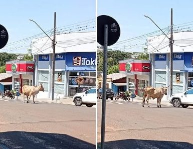 Imagem referente a Vaca foge em São João e vai parar no Centro da Cidade