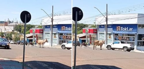 Imagem referente a Vaca foge em São João e vai parar no Centro da Cidade