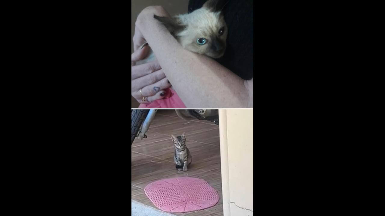 Gatos Floquinho e Taz desapareceram no bairro Alto Alegre