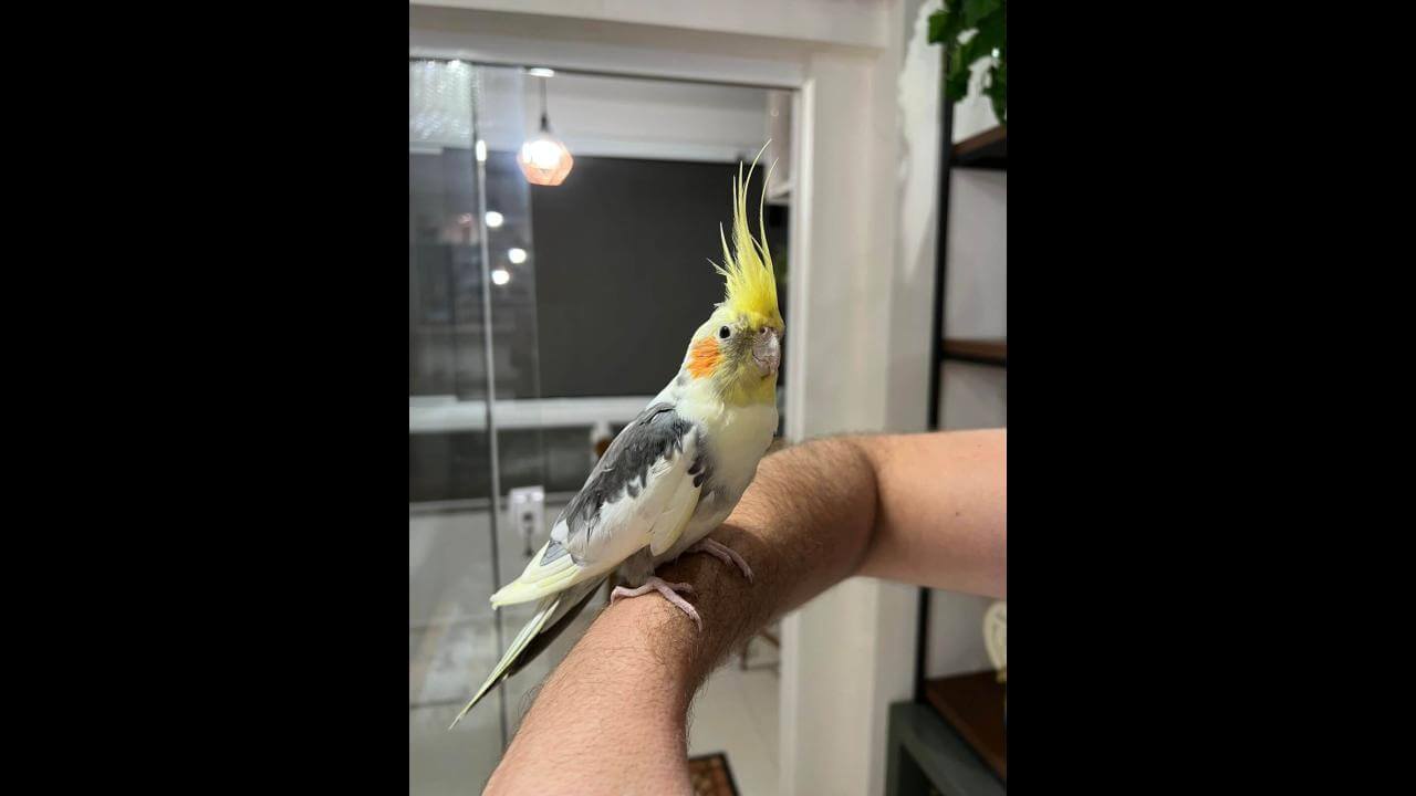 Calopsita é encontrado no bairro Centro