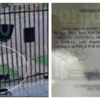 Imagem referente a Maus-tratos a animais: gato Pirulito morre após ser arremessado por vizinho no Veneza