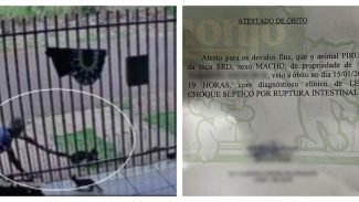 Maus-tratos a animais: gato Pirulito morre após ser arremessado por vizinho no Veneza