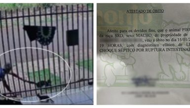 Imagem referente a Maus-tratos a animais: gato Pirulito morre após ser arremessado por vizinho no Veneza