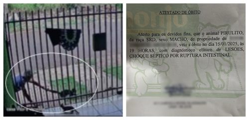 Imagem referente a Maus-tratos a animais: gato Pirulito morre após ser arremessado por vizinho no Veneza