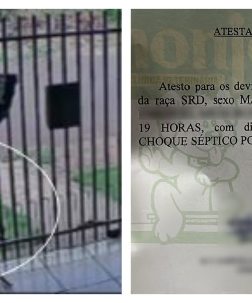 Imagem referente a Maus-tratos a animais: gato Pirulito morre após ser arremessado por vizinho no Veneza