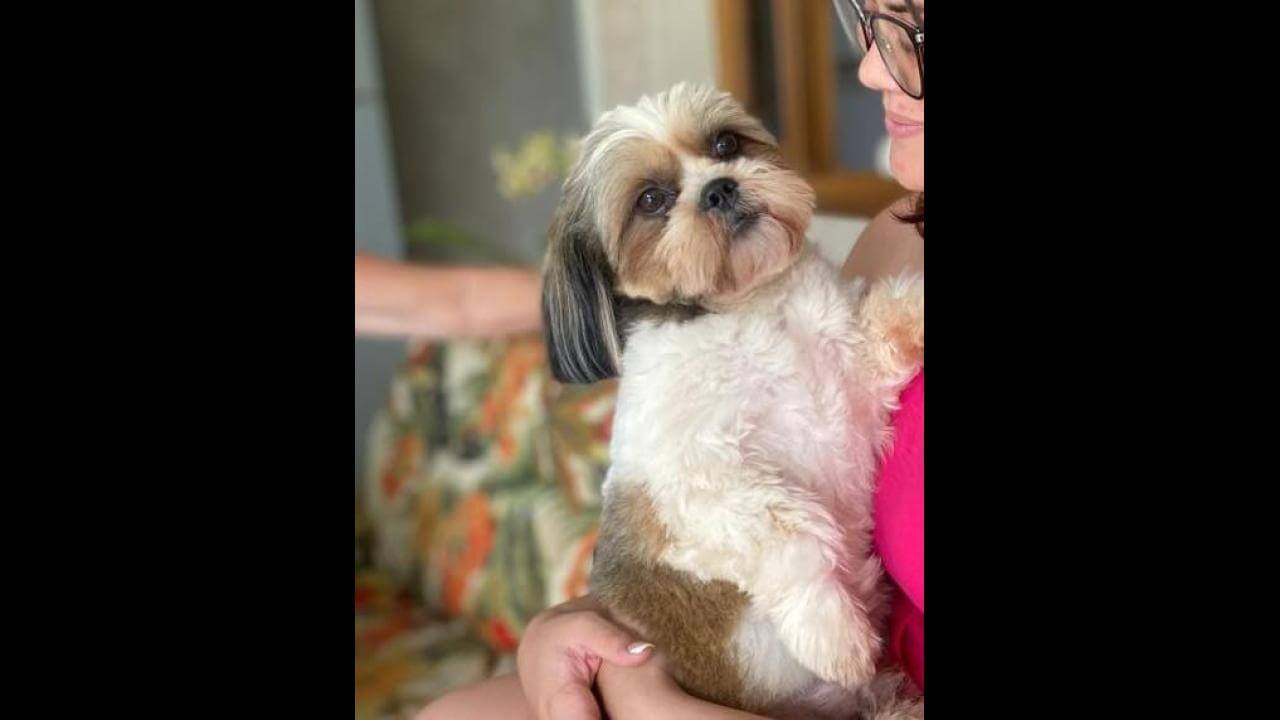 Cachorro Bob desapareceu no bairro São Cristóvão