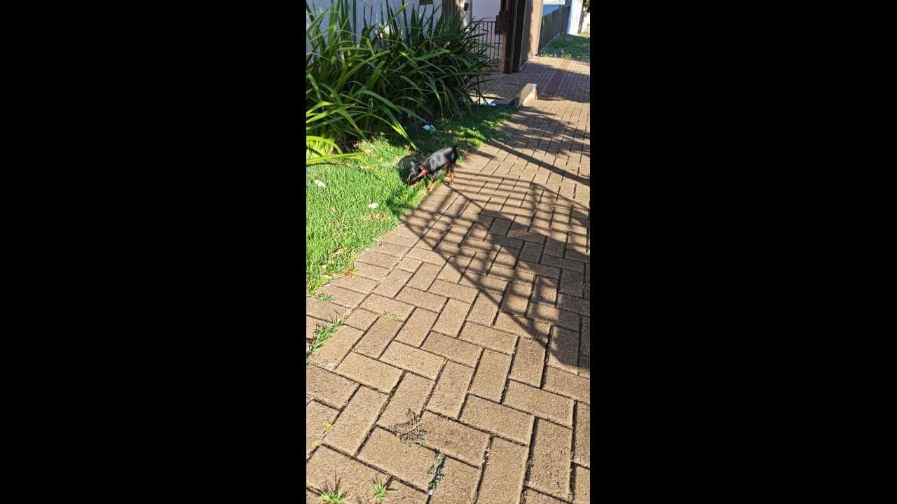 Cachorro é encontrado no bairro Recanto Tropical