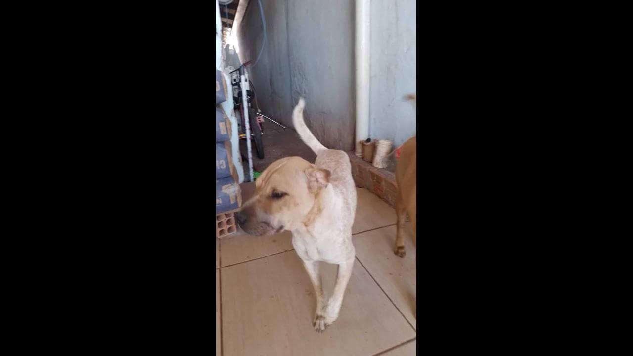 Cachorra Yara desapareceu no bairro Centro
