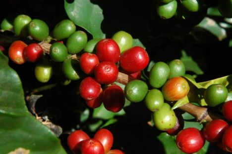 Imagem referente a Preço do café deve permanecer em alta até a próxima colheita, aponta boletim do Deral