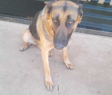 Imagem referente a Cachorro Thor desapareceu no bairro Guarujá