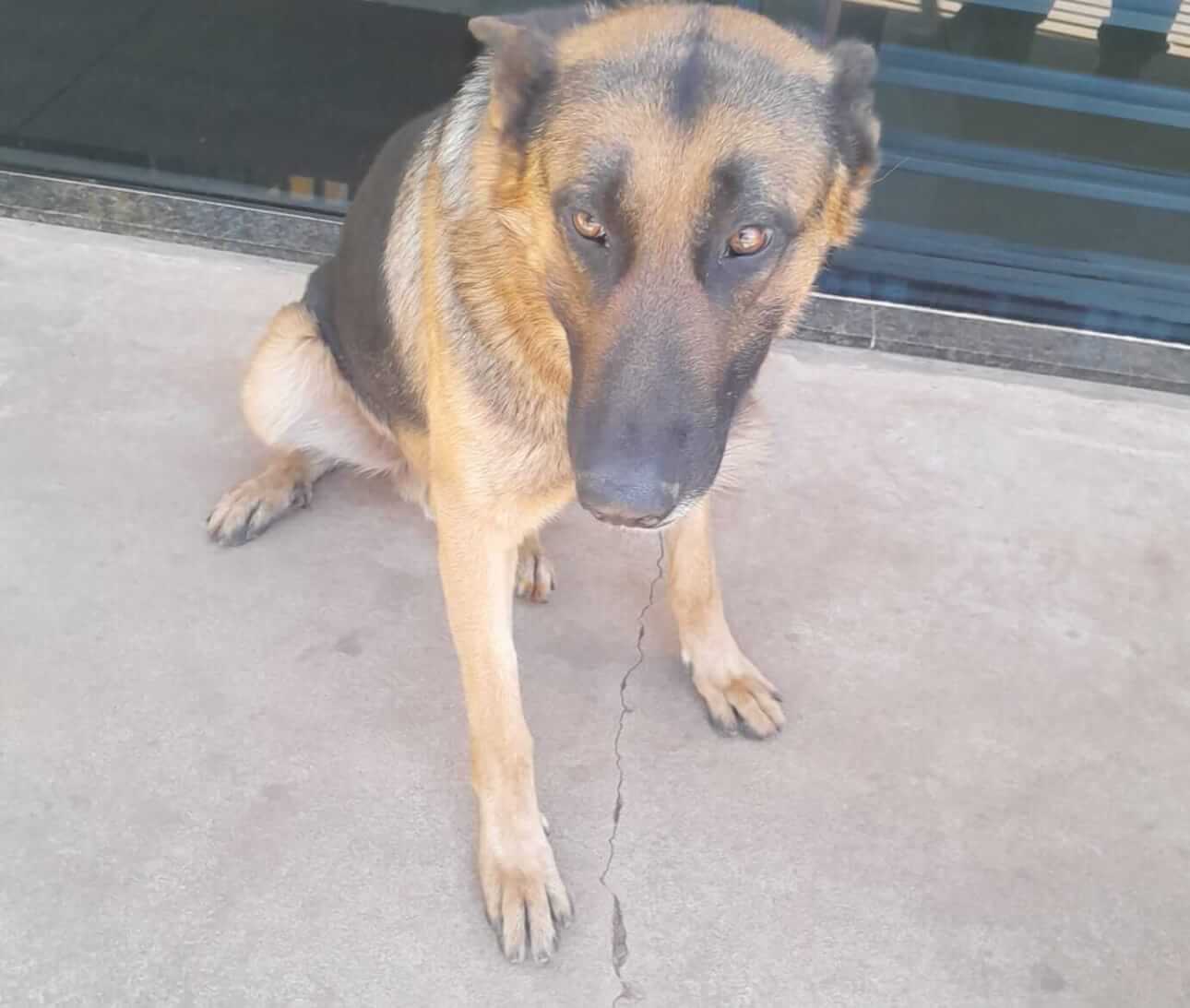 Cachorro Thor desapareceu no bairro Guarujá