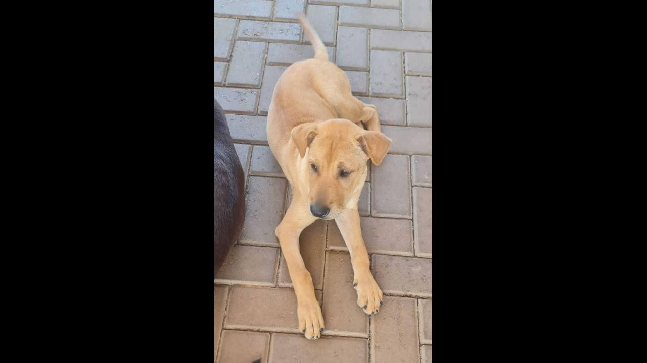 Cachorra é encontrada no bairro Pacaembu