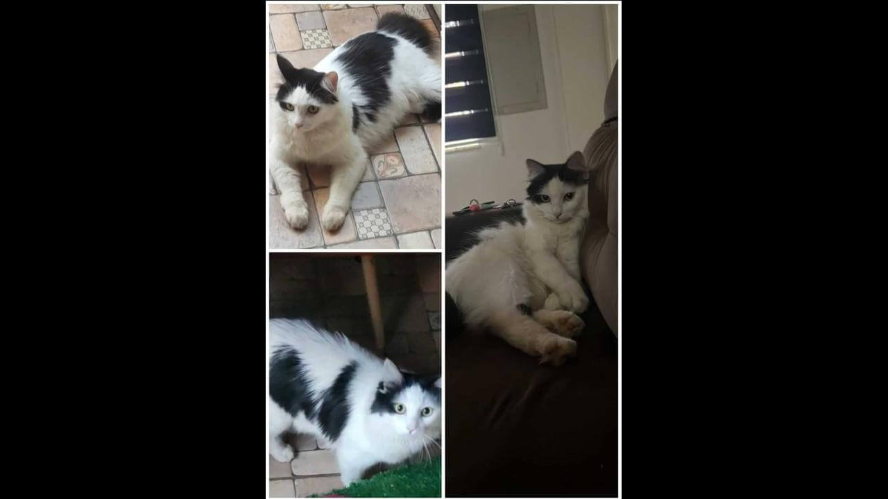 Gato desapareceu no bairro São Cristóvão
