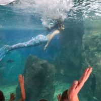 Imagem referente a Passeio no fundo do mar e encanto da sereia: Aquário de Paranaguá é sucesso no Litoral