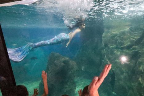 Imagem referente a Passeio no fundo do mar e encanto da sereia: Aquário de Paranaguá é sucesso no Litoral