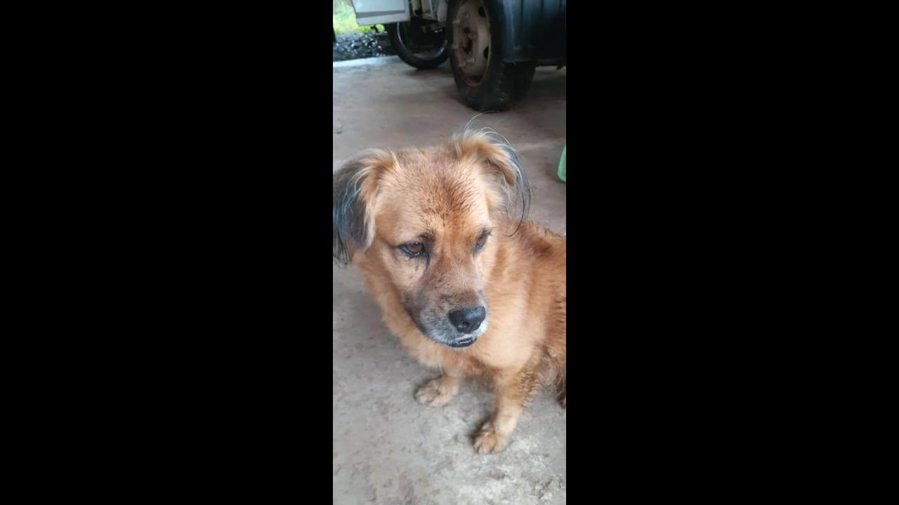 Cachorro Lulu desapareceu no bairro Guarujá