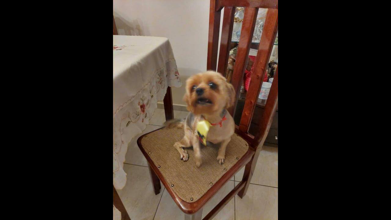 Cachorro é encontrado no bairro Neva