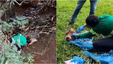 Imagem referente a Investigação sobre morte de cachorro em Cascavel descarta maus-tratos