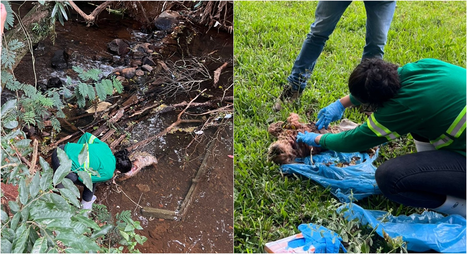 Investigação sobre morte de cachorro em Cascavel descarta maus-tratos