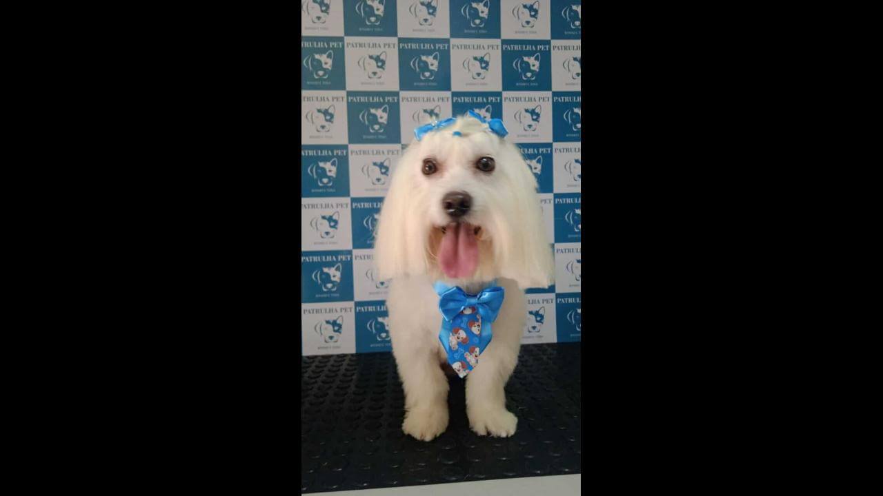 Cachorro Jack desapareceu no bairro Barcelona