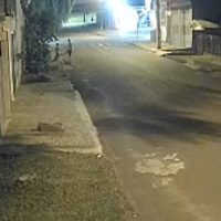 Imagem referente a Câmera de segurança flagra homem agredindo cachorro no Cascavel Velho