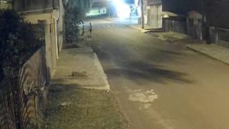 Câmera de segurança flagra homem agredindo cachorro no Cascavel Velho