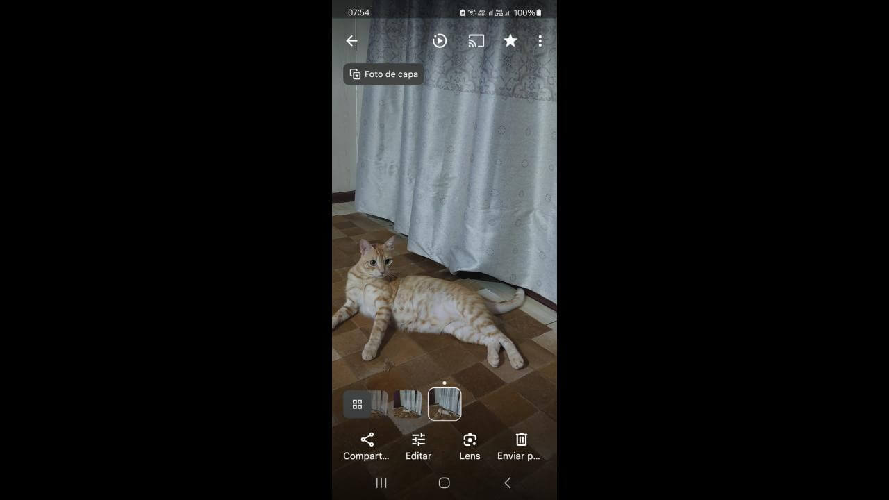 Gato Amrelinho desapareceu no bairro Santa Cruz