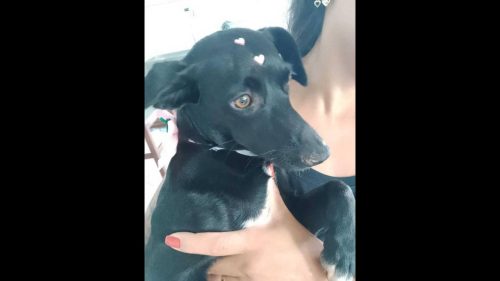 Imagem referente a Cachorra é encontrada no bairro São Cristóvão