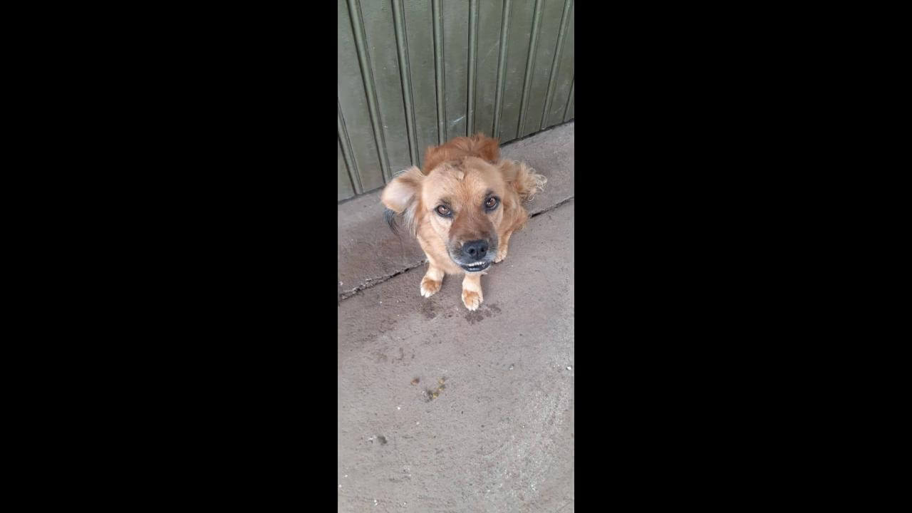 Cachorro Lulu desapareceu no bairro Guarujá