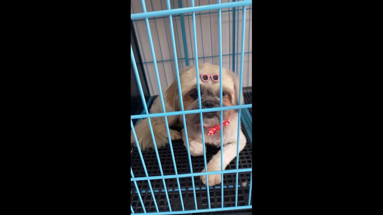 Cachorra Jade desapareceu no bairro Floresta