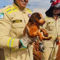 Imagem referente a Bombeiros de Cascavel salvam mais um cachorrinho que caiu em buraco de obra