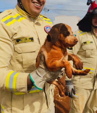 Imagem referente a Bombeiros de Cascavel salvam mais um cachorrinho que caiu em buraco de obra