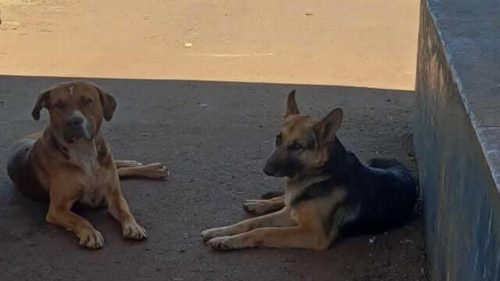 Imagem referente a Cachorro é encontrado no bairro São Salvador