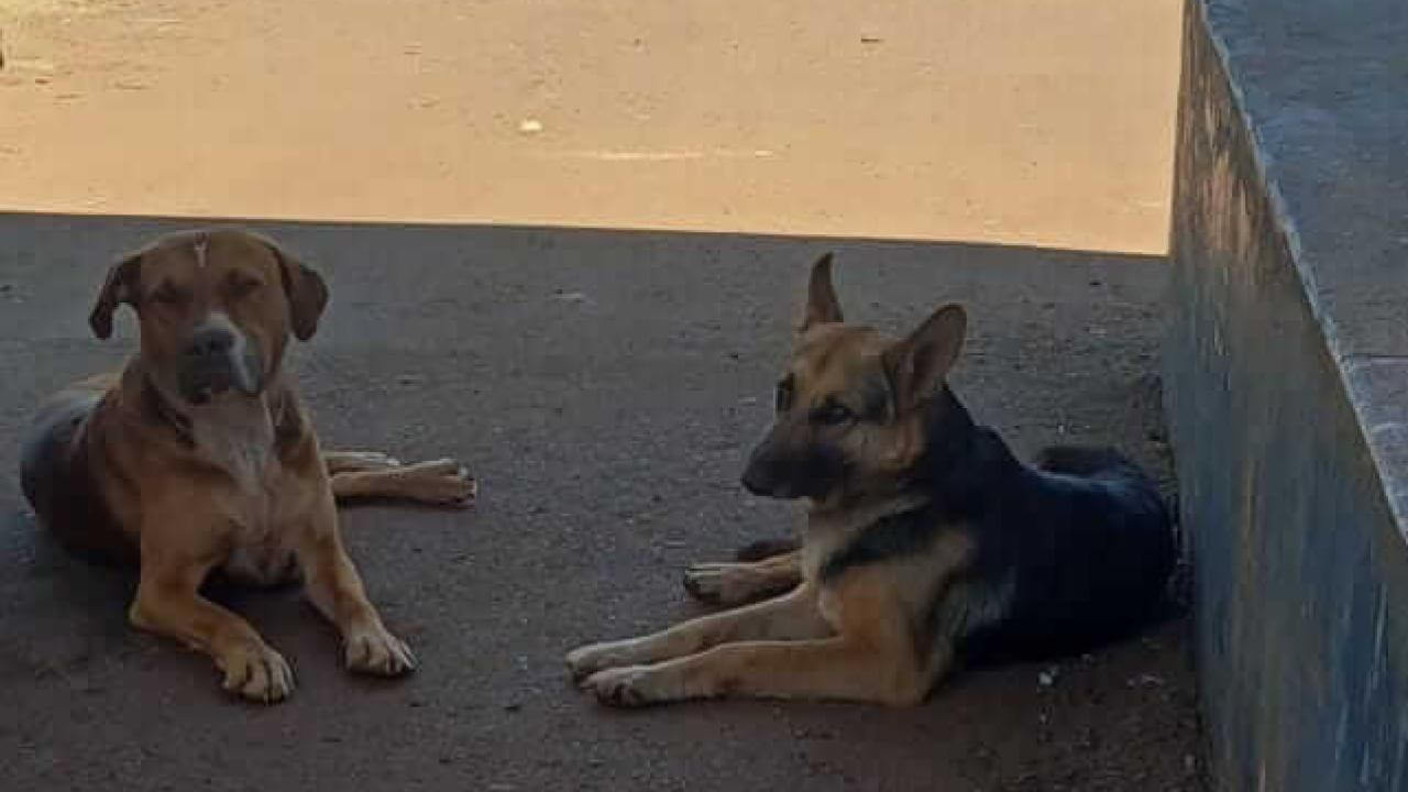 Cachorro é encontrado no bairro São Salvador