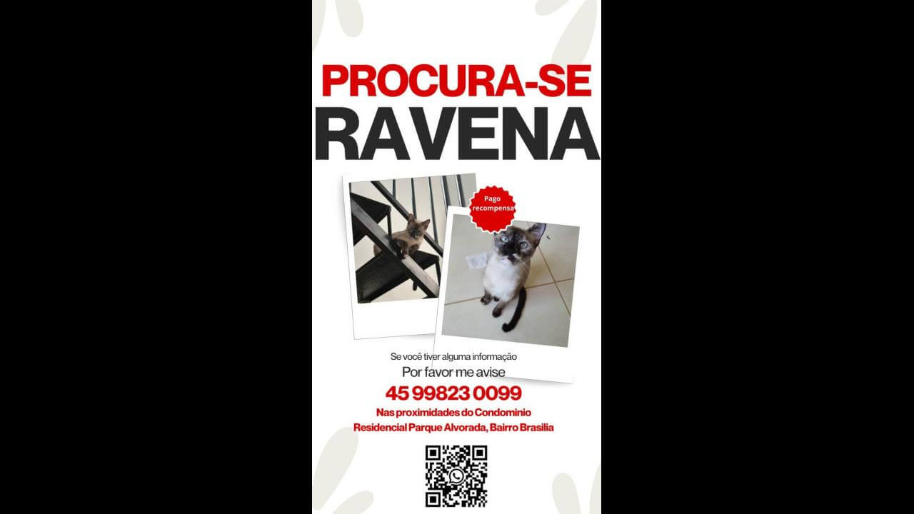 Gata Ravena desapareceu no bairro Brasília