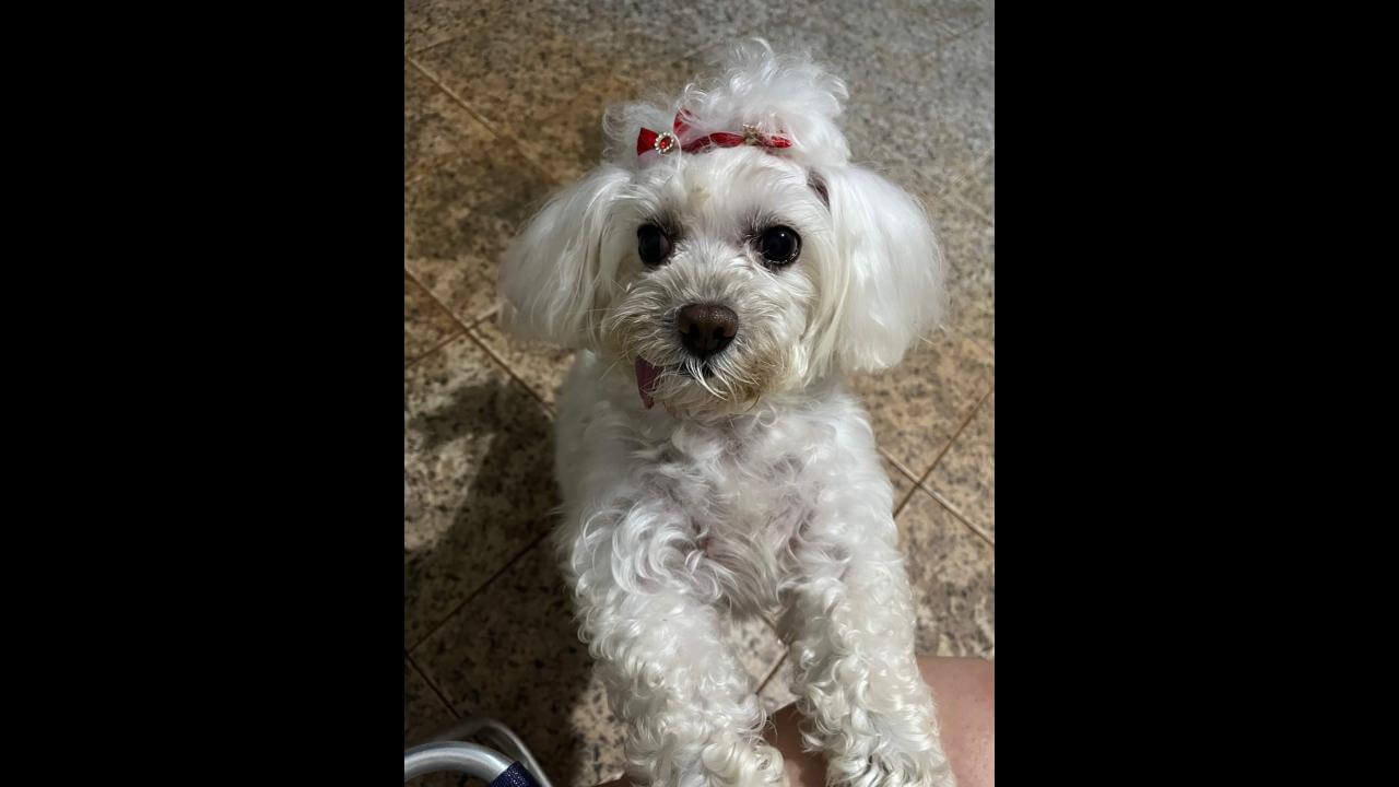 Cachorra Xuxa desapareceu no bairro Periolo