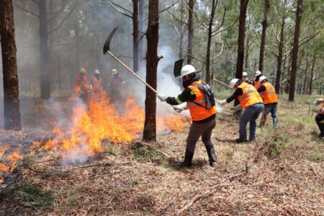 Imagem referente a Voluntários podem se inscrever para curso de brigadista florestal